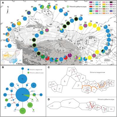 Demographic patterns of two related desert shrubs with overlapping distributions in response to past climate changes